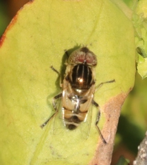 Eristalinus