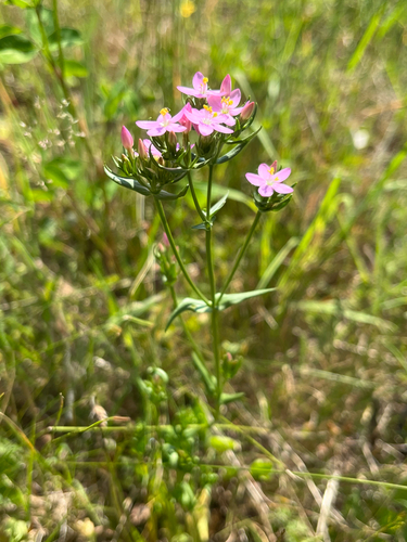 Common centaury