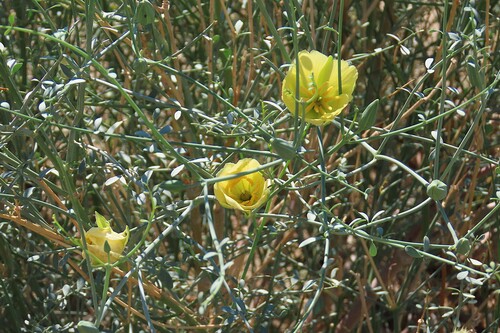 Sisyndite spartea, photograph 6