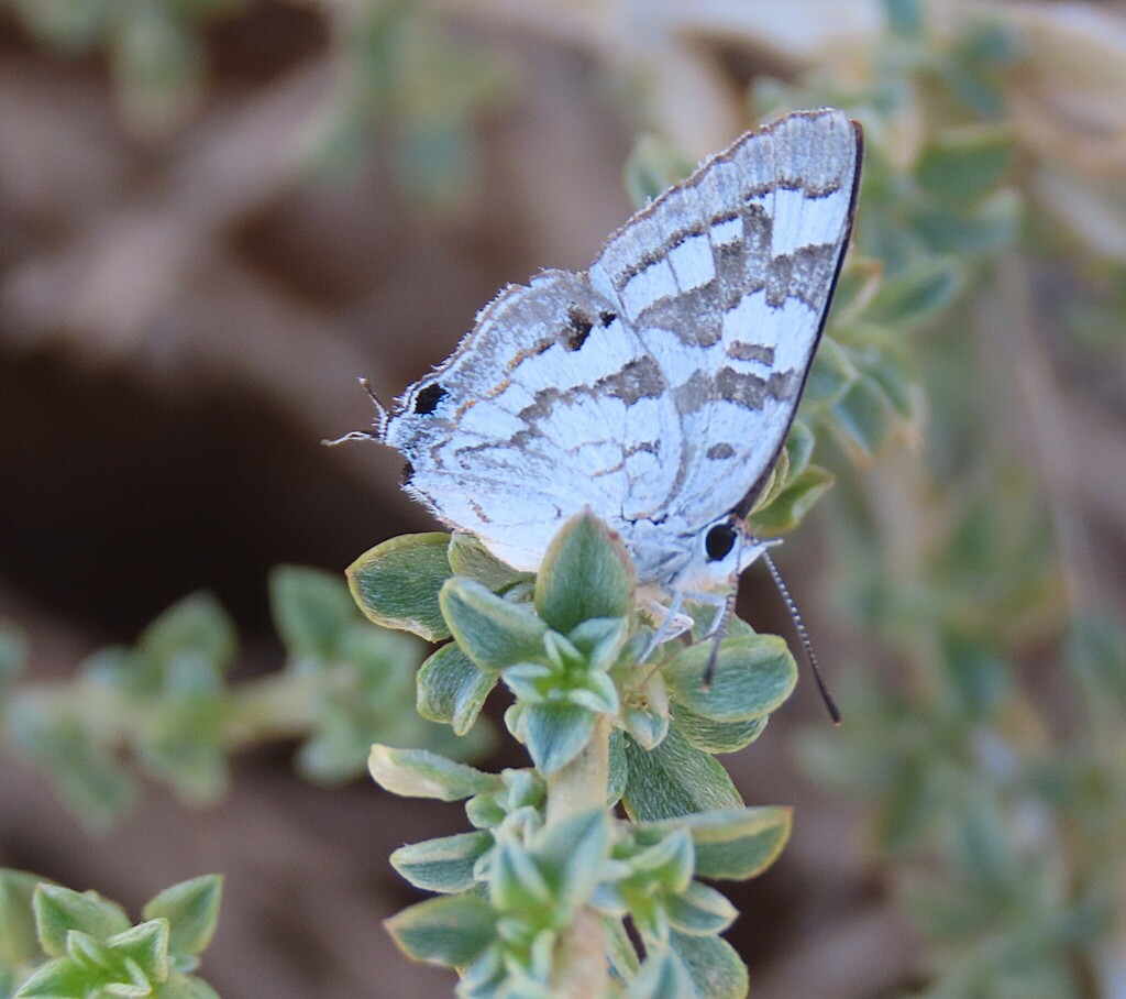 Dusky Marbled Sapphire