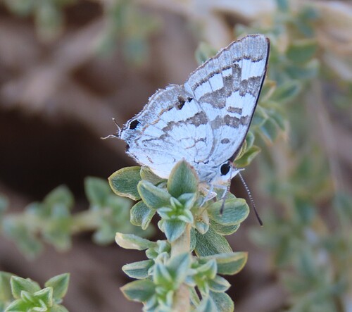 Dusky Marbled Sapphire