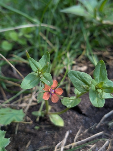 scarlet pimpernel