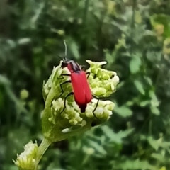 Malachius coccineus
