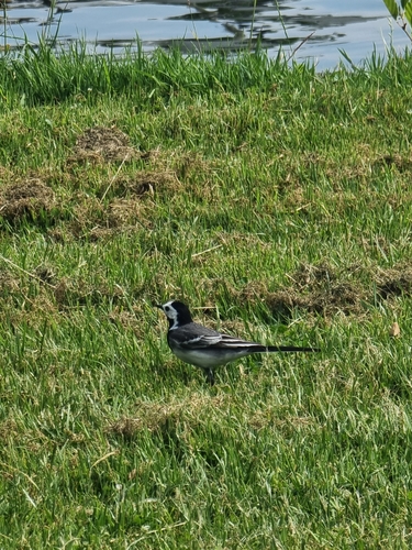 White Wagtail