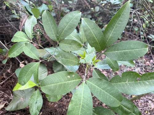 Melicope lunu-ankenda observed 2026-06-27