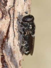 Eumerus obliquus