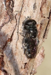 Eumerus obliquus