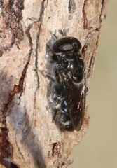 Eumerus obliquus