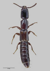 Waitatia maoriana
