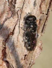 Eumerus obliquus