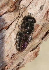 Eumerus obliquus