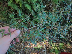 Coprosma microcarpa