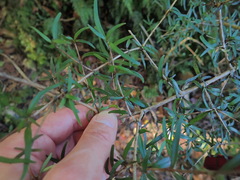Coprosma microcarpa, photograph (c) Jacob Littlejohn, some rights reserved (CC BY-SA)