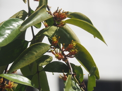 Dendrophthoe pentandra