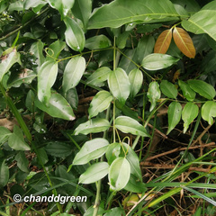 Strychnos angustiflora