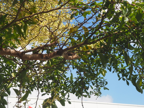 Dendrophthoe pentandra, photograph 1