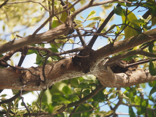 Dendrophthoe pentandra, photograph 2