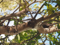 Dendrophthoe pentandra, photograph (c) Michael Berardozzi, some rights reserved (CC BY)
