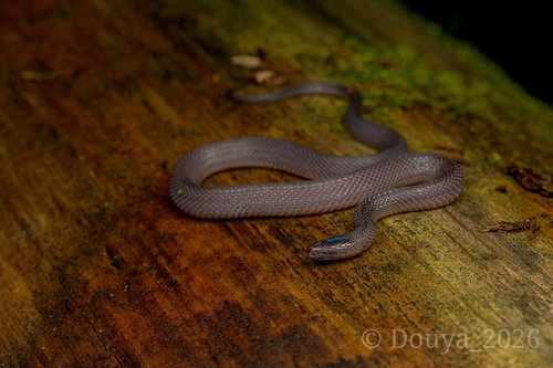 Achalinus ningshanensis