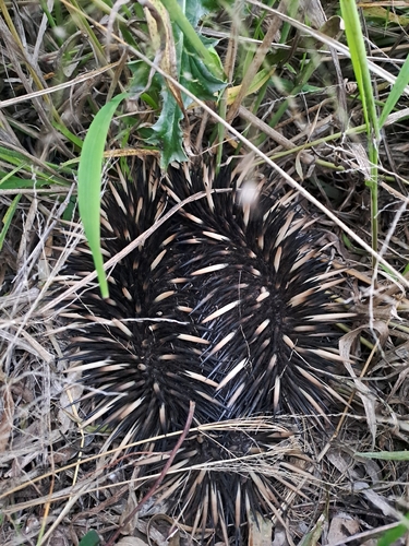 Short-beaked Echidna