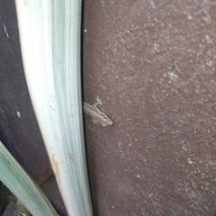 Hemidactylus platyurus