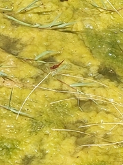 Broad Scarlet