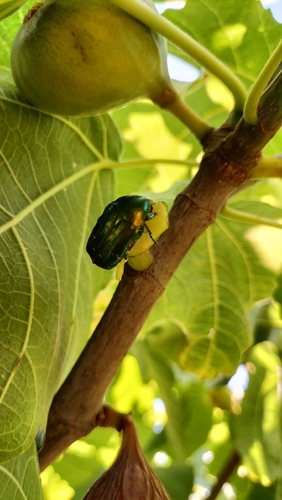 European Rose Chafer