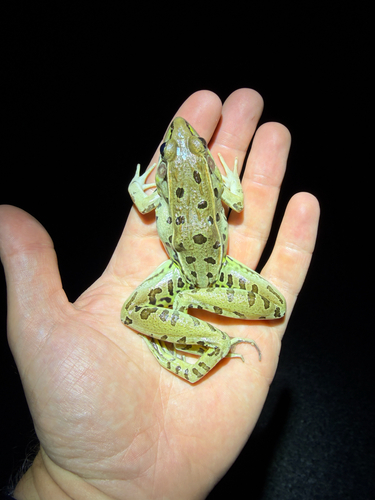 Southern Leopard Frog
