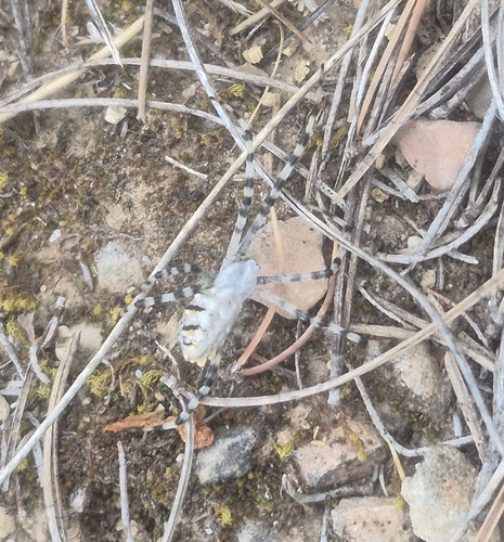 Lobed Argiope