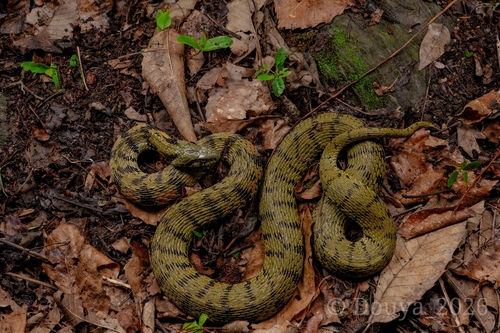 Chinese Tiger Keelback