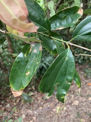 Cinnamomum iners