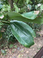 Cinnamomum iners