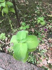 Magnoliopsida