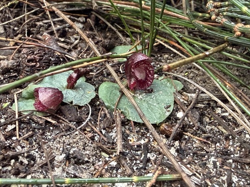 Corybas undulatus, 2026-06-27