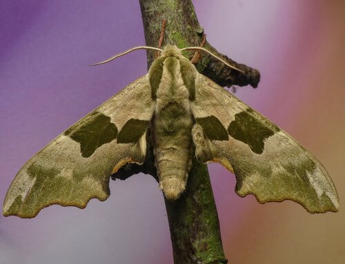 Lime Hawkmoth