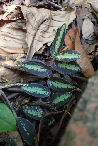 Procris repens