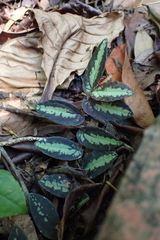 Procris repens