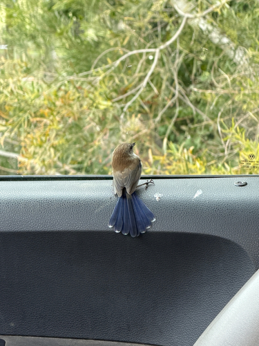 Superb Fairywren