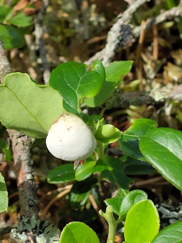 Lingonberry Gall