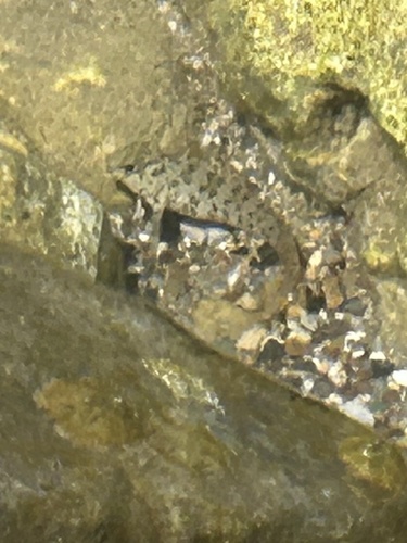 Rusty Blenny