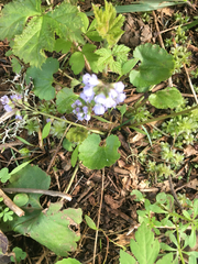 Veronica regina-nivalis