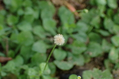 Erigeron bellioides, photograph (c) Michael Berardozzi, some rights reserved (CC BY)