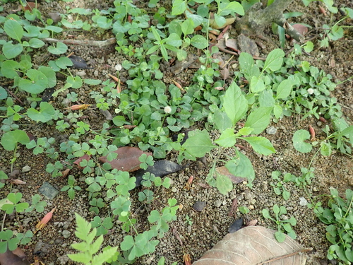 Erigeron bellioides, photograph 5