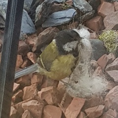 Parus major