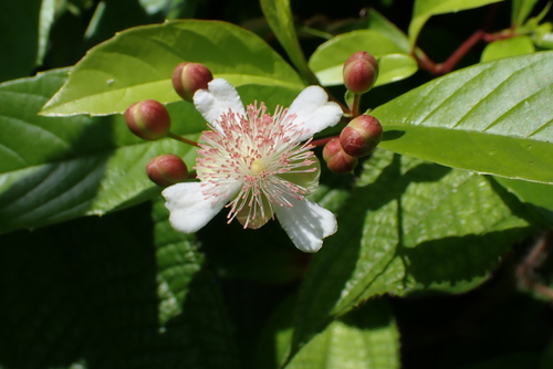 Tetracera indica, photograph 1