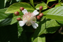 Tetracera indica, photograph (c) Michael Berardozzi, some rights reserved (CC BY)