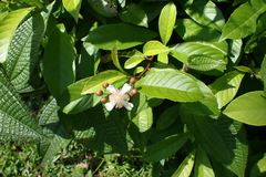 Tetracera indica, photograph (c) Michael Berardozzi, some rights reserved (CC BY)