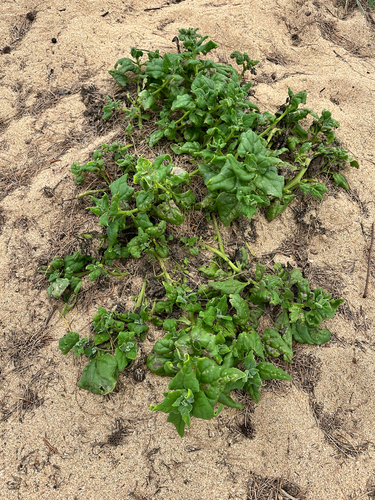 Tetragonia tetragonoides observed 2026-06-17