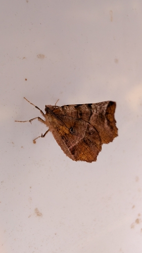 Early Thorn