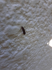 Acraea horta
